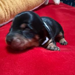White collar - Black and tan female Dachshund puppy in Paradise, Texas from Cap Ranch Miniature Dachshunds