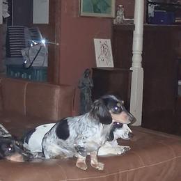 EmmyLou - Piebald female Dachshund puppy in Paducah, Kentucky from Donette's Doxies