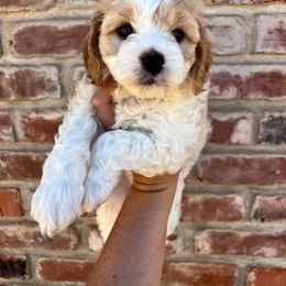 Cavapoo, Cockapoo, Goldendoodle, and Poodle Puppies from Lipscomb Doodles