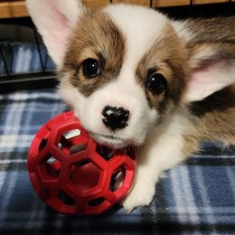 Pembroke Welsh Corgi Puppies from Corgis of Avalon