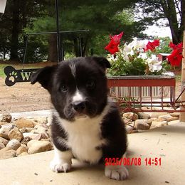 Boy 3 - Black and white male Cardigan Welsh Corgi puppy in Lynchburg, Ohio from Old Iron Farm
