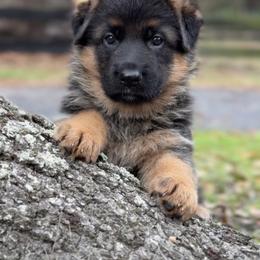 German Shepherd Puppies from Von Bourbon Shepherds