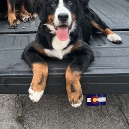 Bernese Mountain Dog All Grown Up from Hideaway Farm
