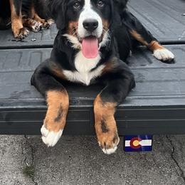 Bernese Mountain Dog All Grown Up from Hideaway Farm