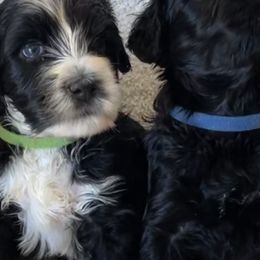 Portuguese Water Dogs from Amada Portuguese Water Dogs