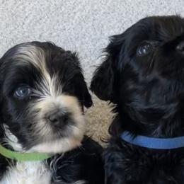 Portuguese Water Dogs from Amada Portuguese Water Dogs