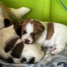 German Shorthaired Pointer and Russell Terrier Puppies from Charnobragan Acres