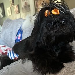 Nik - Shih Tzu