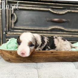 Tinsel - Blue merle male Bernedoodle puppy in Henry, Illinois from Rowe Farms Doodles
