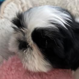 Boy 3 - Tricolor male Shih Tzu puppy in Centralia, Washington from FRUFFLES SHIH TZUS
