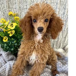 Ryder - Apricot male Poodle puppy in Vilonia, Arkansas from Donna’s Pretty Poodles