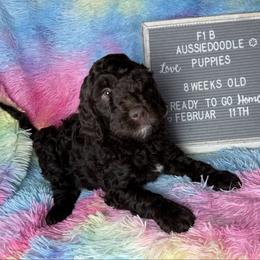 Yellow collar - Brown and white male Aussiedoodle puppy in Mount Ulla, North Carolina from Girls of anarchy farm