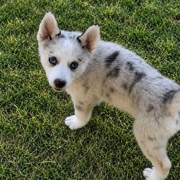 Murray - Merle male Pomsky puppy in Amarillo, Texas from Pom Pom Pomskies