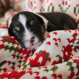 Truffle boy 6 - Black tri-color male Australian Shepherd puppy in Tehachapi, California from Astralvale Aussies