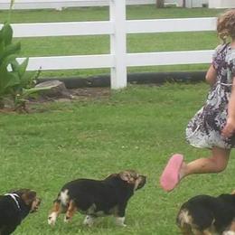 Pembroke Welsh Corgis from Robbie's Hobby Corgi's