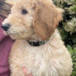 Australian Labradoodle, Goldendoodle, and Poodle All Grown Up from Grammy's Puppy Love