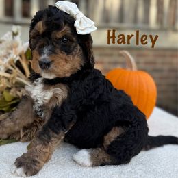 Harley - Tri-color female Bernedoodle puppy in Perrysville, Ohio from Pleasant Valley Bernedoodles