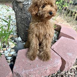Goldendoodle Puppies from Simply Mini Goldendoodles