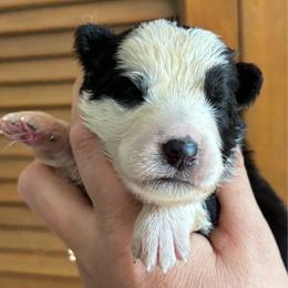 Panda female 3 - Panda female German Shepherd puppy in Lordstown, Ohio from Jewels German Shepherd