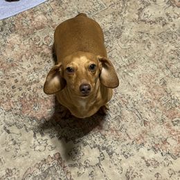 Velvet - Dachshund