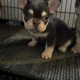 Diego - Black and tan male French Bulldog puppy in Orange, California from French Farms