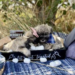 Miniature Schnauzer Puppies from Schnauzers on Robinson Lane
