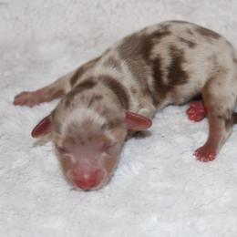 Tootsie - Dapple female Dachshund puppy in Powderly, Texas from Kuttin’ Up Mini Aussies