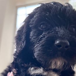 Lucas (Dorian) - Black male Goldendoodle puppy in Rocky Point, North Carolina from CelticDoods