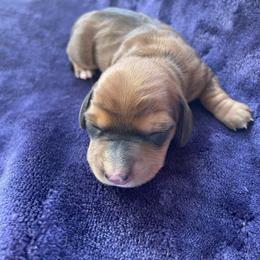 Girl 1 - Red female Dachshund puppy in Staley, North Carolina from Waite's Dachshunds