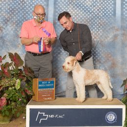 Bruno - Lagotto Romagnolo
