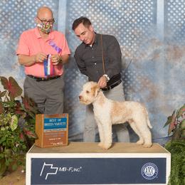 Bruno - Lagotto Romagnolo
