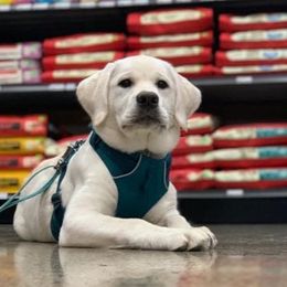 Labrador Retriever Puppies from Fidelity Farm Labradors