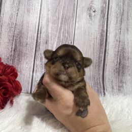 Boy 5 - Chocolate and tan male Shih Tzu puppy in Tenino, Washington from Fantasy Realm Shih Tzus