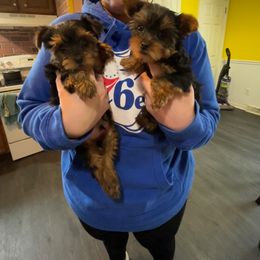 Rottweiler and Yorkshire Terrier Puppies from Superior Family Kennels