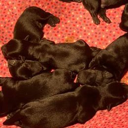 Cairn Terriers and Scottish Terriers from D & J SCOTTIES AND CAIRNS & Miniature Long haired Dachshunds