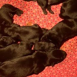 Cairn Terriers and Scottish Terriers from D & J SCOTTIES AND CAIRNS & Miniature Long haired Dachshunds