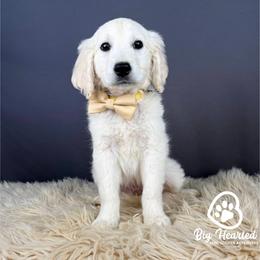Luigi - White male Companion Cross puppy in Utah County, Utah from Big Hearted Breeders