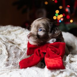 Jacob - male Australian Mountain Doodle puppy in Redding, California from Farmstead Doodles
