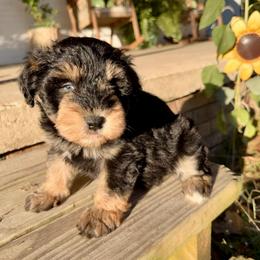 Smoky - Black and silver male Miniature Schnauzer puppy in Silver Creek, Mississippi from Mamie’s Minis, LLC