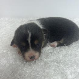Bailey - Blue female Pembroke Welsh Corgi puppy in Hillsville, Virginia from Bonderosa Kennels