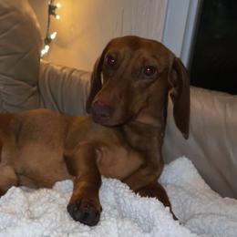 Gator - Dachshund