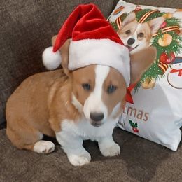 Gem - White and red male Pembroke Welsh Corgi puppy in Wildersville, Tennessee from Robbie's Hobby Corgi's
