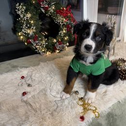 Moe - Black tri-color male Australian Shepherd puppy in Niles, Michigan from Tara's Australian Shepherds