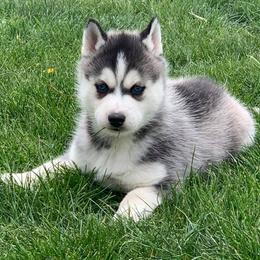 Siberian Husky Puppies from Homegrown Huskies