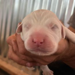 Girl 3 - White female Great Pyrenees puppy in Elfrida, Arizona from Outlaw Acres Kennels