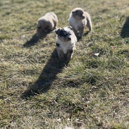 Miniature Australian Shepherd and Toy Australian Shepherd Puppies from Columbia Coast Toy & Mini Aussies