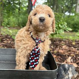 Where's Waldo - Apricot male Goldendoodle puppy in Camden, North Carolina from Oopsie Doodles of NC
