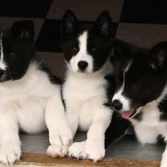 Karelian Bear Dogs from Gary Boots' Karelian Bear Dogs