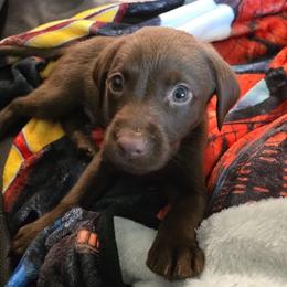 Boy 1 - Chocolate male Labrador Retriever puppy in Williston, Florida from Gosman Retrievers
