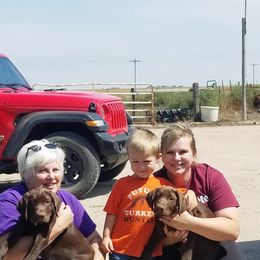 Labrador Retriever Puppies from High Prairie Canines
